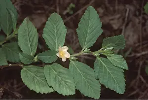 John Mason: Sida sp