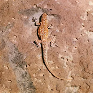 Donna Dickson: Side-blotched Lizard