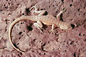 Blotched: Side-Blotched Lizard