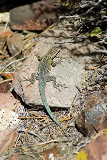 Blotched: Side-blotched Lizard