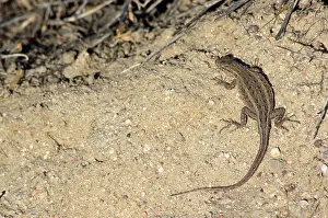 Blotched: Side-blotched lizard