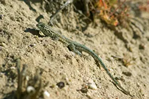 Blotched: Side-blotched lizard