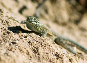 Blotched: Side-blotched lizard