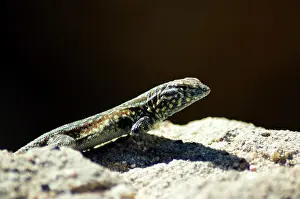 Blotched: Side-blotched lizard