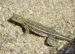 Blotched: Side-blotched lizard