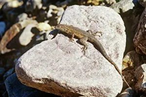 Mohave: Side-blotched Lizard