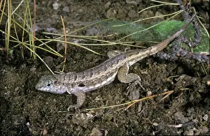 Blotched: Side-blotched lizard
