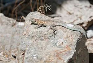 Blotched: Side-blotched lizard