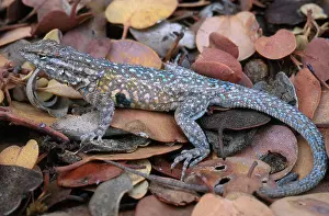 Blotched: Side-blotched Lizard