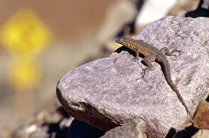 Sunning: Side-blotched Lizard