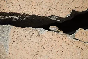 Nevada: Side-blotched lizard