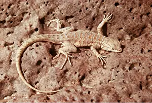 Lizards: SIDE-BLOTCHED LIZARD - on desert flats below sea level