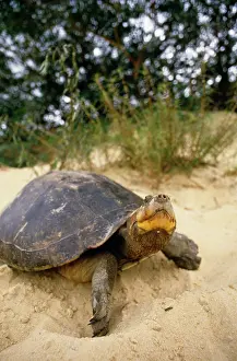 Keith & Liz Laidler: Side-necked Turtle