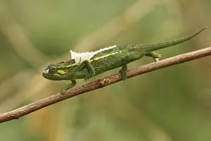 Trioceros: Side-striped chameleon, Trioceros ellioti, Kakamega