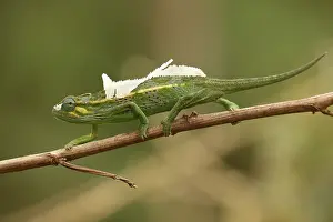 Trioceros: Side-striped chameleon, Trioceros ellioti, Kakamega