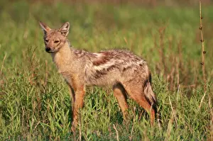 Adustus: Side-striped Jackal