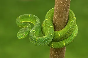 Bothriechis: Side-striped Palm-pit viper