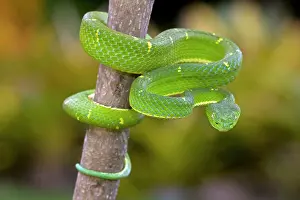 Bothriechis: Side-striped Palm-pitviper
