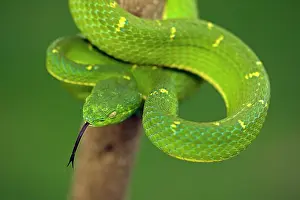Bothriechis: Side-striped Palm-pitviper