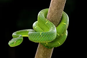 Bothriechis: Side-striped Palm-pitviper