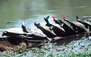 Turtles: Sideneck turtles in line - with butterflies