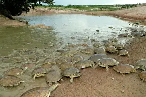 Caimans: Sidenecked TURTLE - mass by water