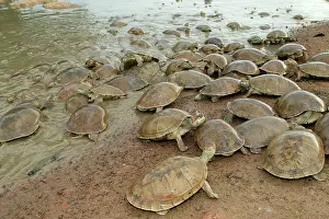 Vogli: Sidenecked TURTLE - mass by water
