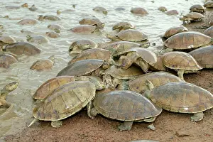 Vogli: Sidenecked TURTLE - mass by water feeding
