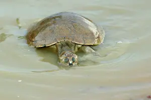 Vogli: Sidenecked TURTLE - in water