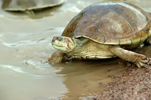 Vogli: Sidenecked TURTLE - by water