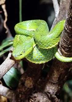 Deadly: Sidestriped Palm Pit Viper