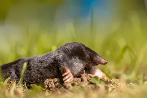 Crawling: Sideview of a European Mole (Talpa europaea) in
