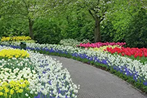 Walkway: Sidewalk pathway through tulips and daffodils