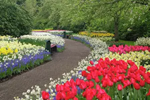 Walkway: Sidewalk through tulips, daffodils, and