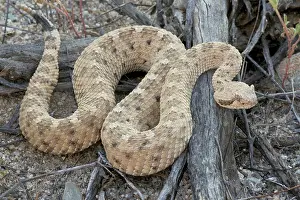 Sidewinder: Sidewinder