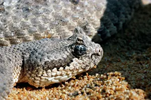 Cerastes: Sidewinder