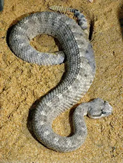 Cerastes: Sidewinder