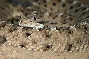 Cerastes: Sidewinder