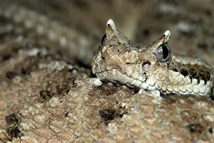 Cerastes: Sidewinder