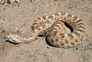Cerastes: Sidewinder