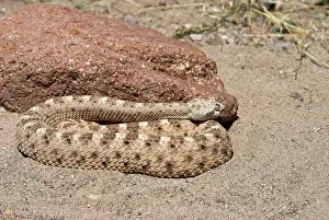 Cerastes: Sidewinder