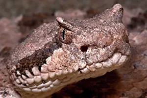 Cerastes: Sidewinder