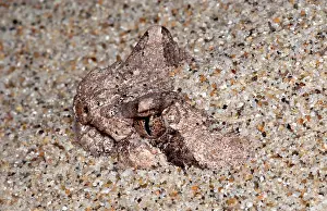 Buried: Sidewinder