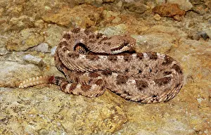 Cerastes: Sidewinder