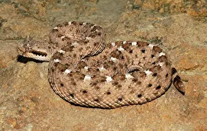 Cerastes: Sidewinder
