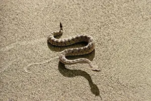 Cerastes: Sidewinder
