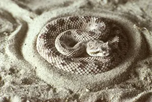 Cerastes: Sidewinder