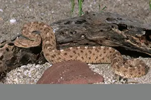 Cerastes: Sidewinder