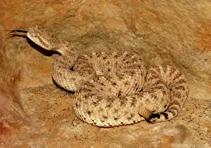 Cerastes: Sidewinder (Crotalus cerastes)