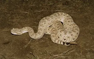 Cerastes: Sidewinder (Crotalus cerastes)